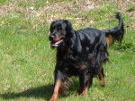 Ascott du clos des Jeubés SETTER GORDON - Setter Gordon