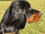 Ascott du clos des Jeubés SETTER GORDON - Setter Gordon