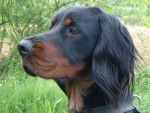 Ascott du clos des Jeubés SETTER GORDON - Setter Gordon