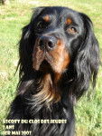 Ascott du Clos des Jeubés setter gordon - Setter Gordon