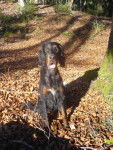 Skaya Setter Gordon - Setter Gordon