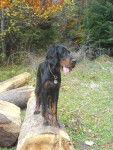 Skaya Setter Gordon - Setter Gordon
