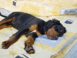 Skaya Setter Gordon - Setter Gordon