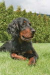Skaya Setter Gordon - Setter Gordon