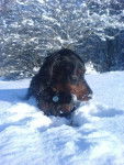 Skaya Setter Gordon - Setter Gordon