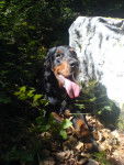 Skaya Setter Gordon - Setter Gordon