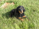 setter gordon - Setter Gordon