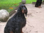 Setter Gordon Ursula du Clos des Jeubés - Setter Gordon