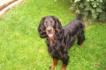 setter gordon - Setter Gordon