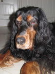 setter gordon - Setter Gordon