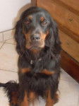 DOUSKA, Setter Gordon - Setter Gordon