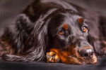 Un Setter Gordon allongé avec la tête posée entre les pattes