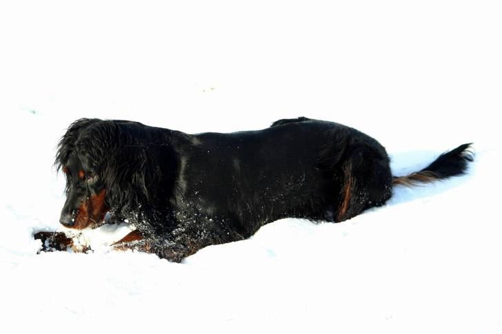 Un Setter Gordon allongé dans la neige