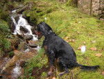 Ascott du clos des Jeubés SETTER GORDON - Setter Gordon