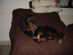Skaya Setter Gordon - Setter Gordon
