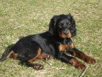 SETTER GORDON - Setter Gordon