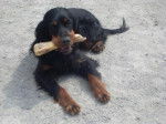 DOUSKA 2 ans 1/2, Setter Gordon - Setter Gordon (2 ans et demi)