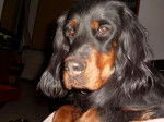 DOUSKA portrait Setter Gordon - Setter Gordon
