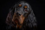 Portrait d'un Setter Gordon
