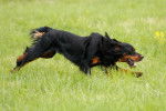 Un Setter Gordon en train de courir dans un parc
