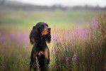 Un Setter Gordon assis dans un champs de fleurs