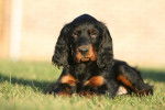Un jeune Setter Gordon allongé dans l'herbe