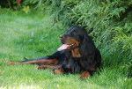 Vianne de Saint Vigor - Setter Gordon Femelle (7 ans)
