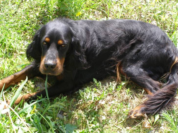 Dam - Setter Gordon Mâle (2 ans)