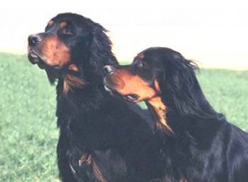 Setter Gordon - Setter Gordon