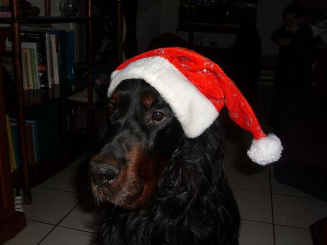 setter gordon perry - Setter Gordon