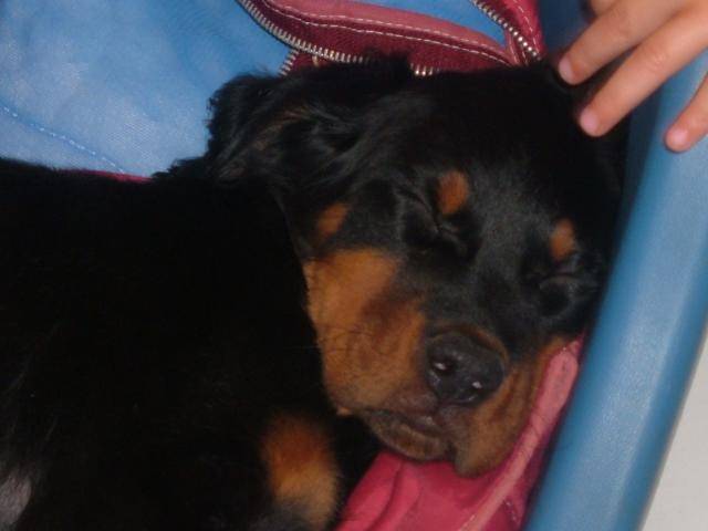 setter gordon atos - Setter Gordon