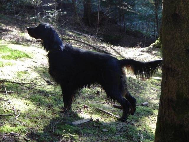 Ascott du clos des Jeubés SETTER GORDON - Setter Gordon
