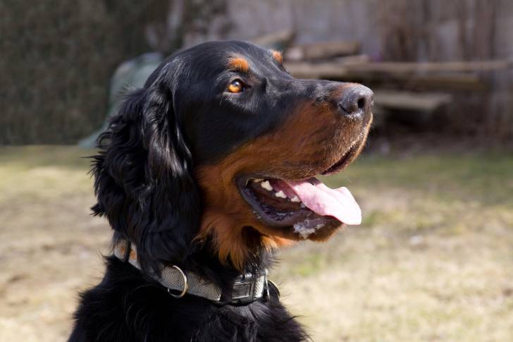 Un Setter Gordon avec la langue pendue
