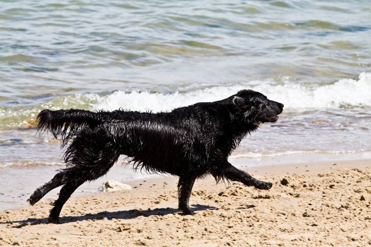 Un Setter Gordon en train de courir au bord de l'eau