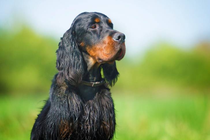 Un Setter Gordon assis dehors
