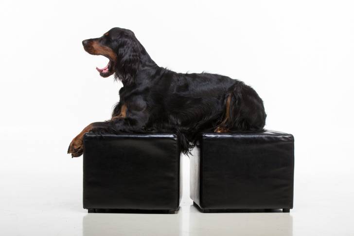 La séance photo d'un Setter Gordon