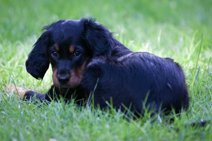 Un jeune Setter Gordon allongé dans l'herbe