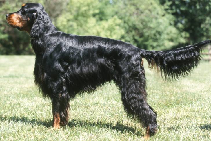 La morphologie d'un Setter Gordon