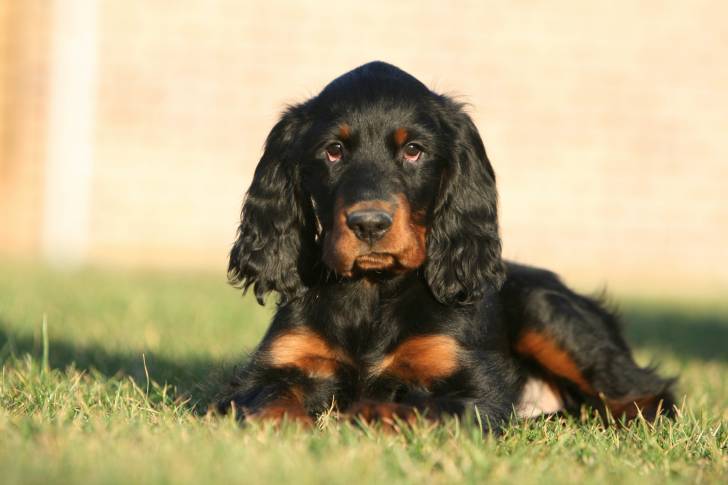 Un jeune Setter Gordon allongé dans l'herbe