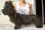 Duke - Skye Terrier