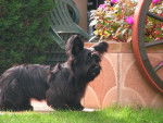 Duke - Skye Terrier