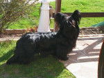 Duke (10 mois) - Skye Terrier
