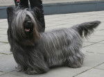 Photo Skye Terrier