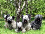 Photo Skye Terrier