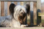 Photo Skye Terrier