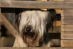 Photo Skye Terrier