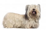 Photo Skye Terrier