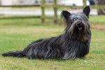 Un Skye Terrier gris noir assis dans un parc