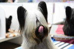 Photo Skye Terrier