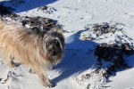 Photo Skye Terrier
